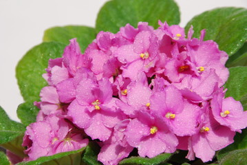 Usambaraveilchen (Saintpaulia ionantha)