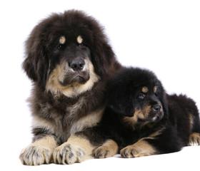 Two underlying puppy on a white background.