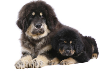 Two underlying puppy on a white background.