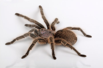 Niedliches Haustier