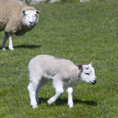 Lamb in field