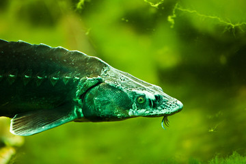 Stör im Süßwasser