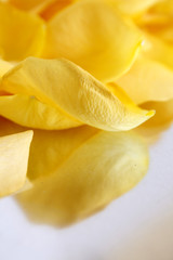 doux reflets de pétales