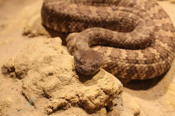 Texas Klapperschlange in Nahaufnahme