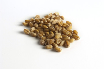 durum wheat (Hartweizen)