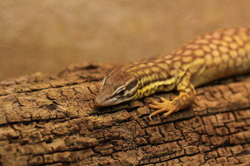 Waran in Nahaufnahme