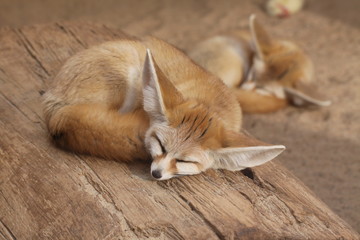 Fennek in Nahaufnahme