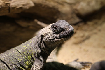 Afrikanischer Dornschwanz in Nahaufnahme