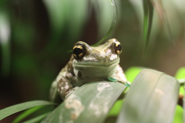 Krötenlaubfrosch in Nahaufnahme