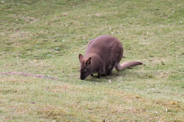 Bennett K&auml;nguru in Nahaufnahme