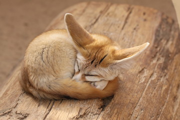 Fennek in Nahaufnahme