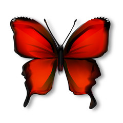 papillon rouge © Danielle Bonardelle