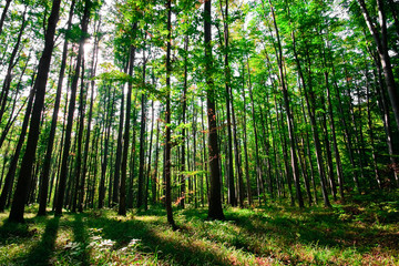 Fototapeta premium green forest