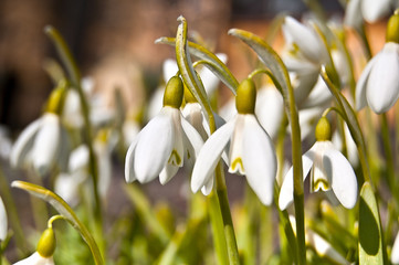 Perce-neige - Galanthus nivalis