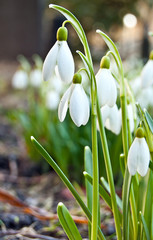 Perce-neige - Galanthus nivalis