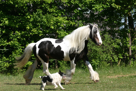 Im Gleichschritt Hund und Pferd