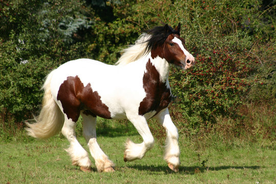Irish Tinker auf der Weide