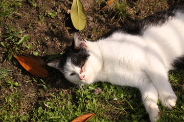 Katze auf einer Wiese in Nahaufnahme