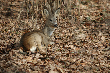 roe deer