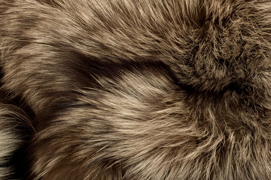Polar Fox fur. Useful as texture
