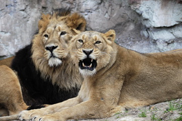 Fototapeta na wymiar Löwenpaar