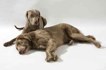 Hund, Weimaraner Langhaar