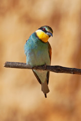 European bee-eater on a branch