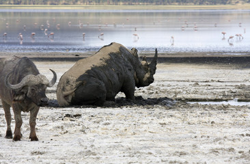 Rinoceronte e Bufalo