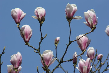 magnolia