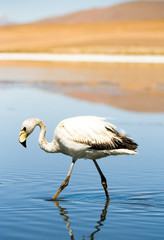 Flamingo at the Altiplano, Bolivia