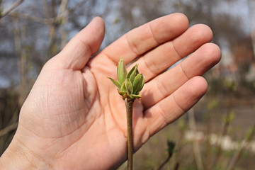 Young branch on a hand is a symbol of a new life