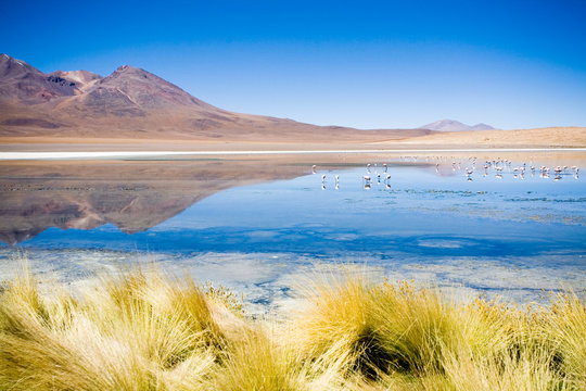 Laguna Blanca, Bolivia