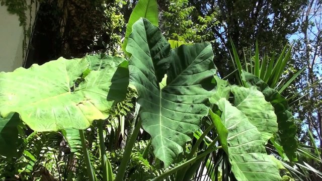 plante verte