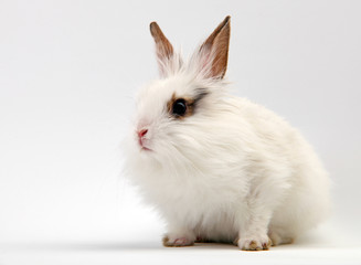 Little White Domestic Rabbit on White Background