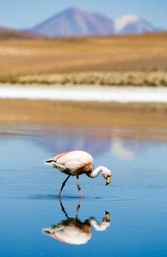 Flamingo, Laguna Blanca, Bolivia