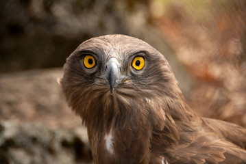 Cabeza de aguila culebrera