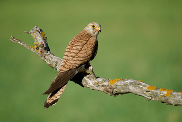 Cernícalo primilla hembra