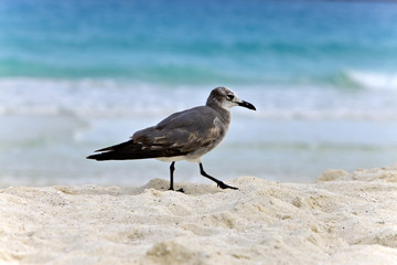 Seagull on sand