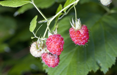 Berries of a fresh raspberry