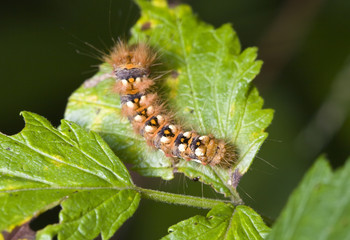 Caterpillar on green leaf