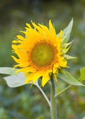 Flower of sunflower close-up..