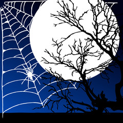 spider weaves a network in the moonlight