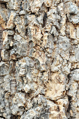 wood texture
