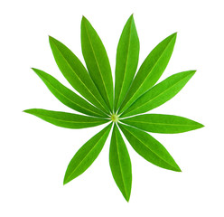 Green leaf