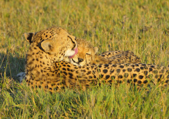 Gepardenmutter mit Kind