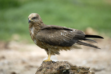 Fototapeta premium Milano negro