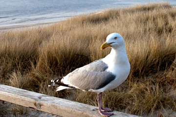 Fototapeta premium Interessierte Möwe