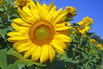 Sunflowers with blue sky