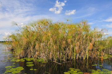 Papyrus im Okavango Delta