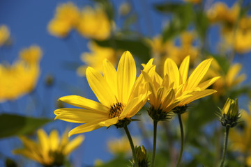 Sommer